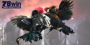 Đá gà trực tiếp 88